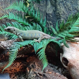 Terra Della - Green Fern L