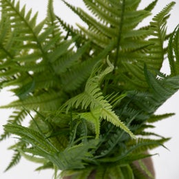 Terra Della - Green Fern L