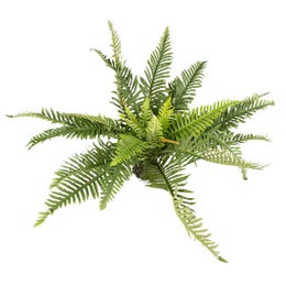 Terra Della - Green Fern XL