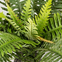 Terra Della - Green Fern XL