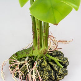 Terra Della - Monstera L