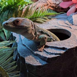 Terra Della - Nesting Cave Rock M