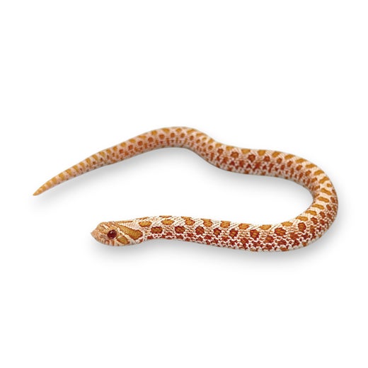 Siank&auml;rs&auml;k&auml;&auml;rme, Albino, koiras