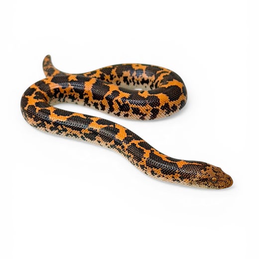 Kenianhiekkaboa, koiras #5