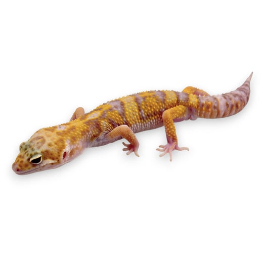 Leopardigekko #7