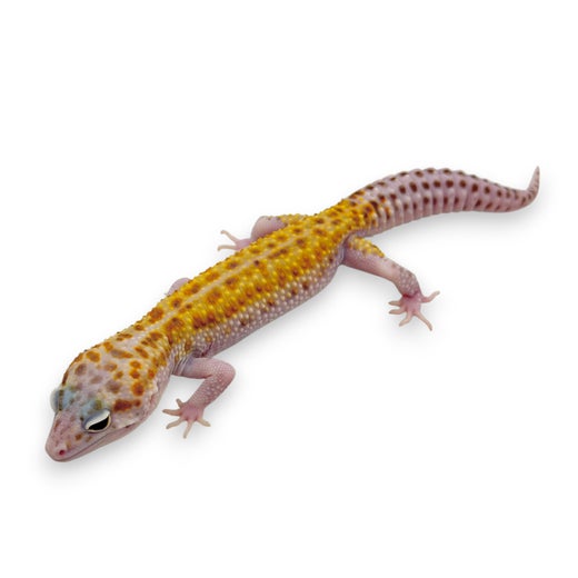 Leopardigekko #10