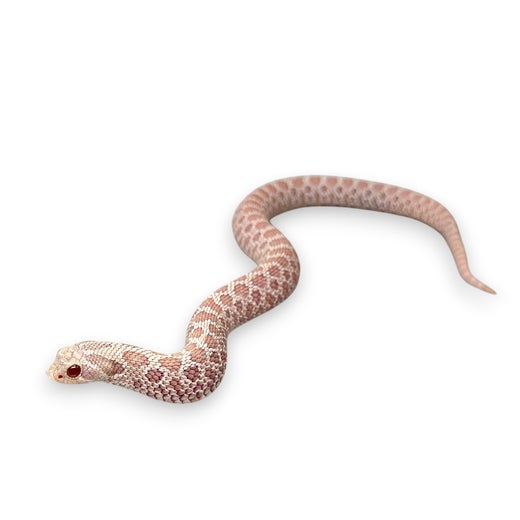 Siank&auml;rs&auml;k&auml;&auml;rme, Snow, koiras