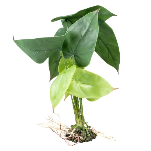 Terra Della - Alocasia M