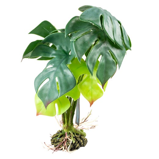 Terra Della - Monstera M